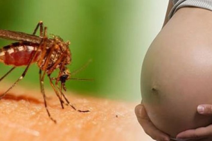 Bộ Y Tế Nâng Mức Cảnh Báo Virut Zika Mức Độ 2 Coi Như Có Người Mắc Bệnh